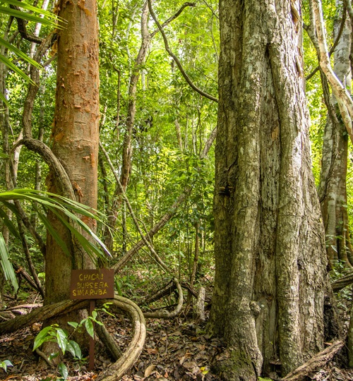 Biotopo Protegido Cerro Cahuí