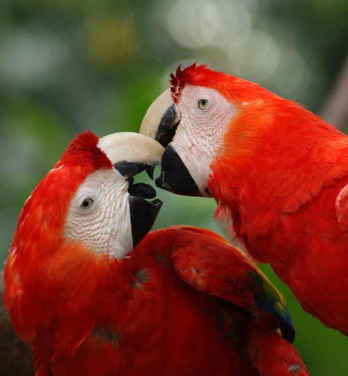 Parque Nacional Laguna Del Tigre "Estación Biológica Las Guacamayas"