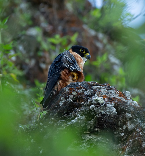 Parque Nacional Tikal / Parque Arqueológico Uaxactún
