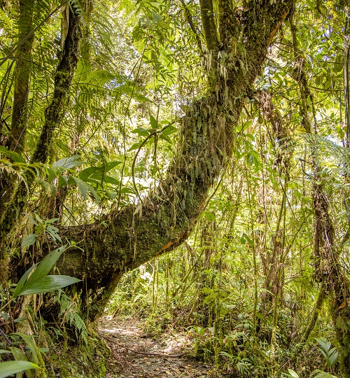 Biotopo Protegido Del Quetzal Mario Dary Rivera